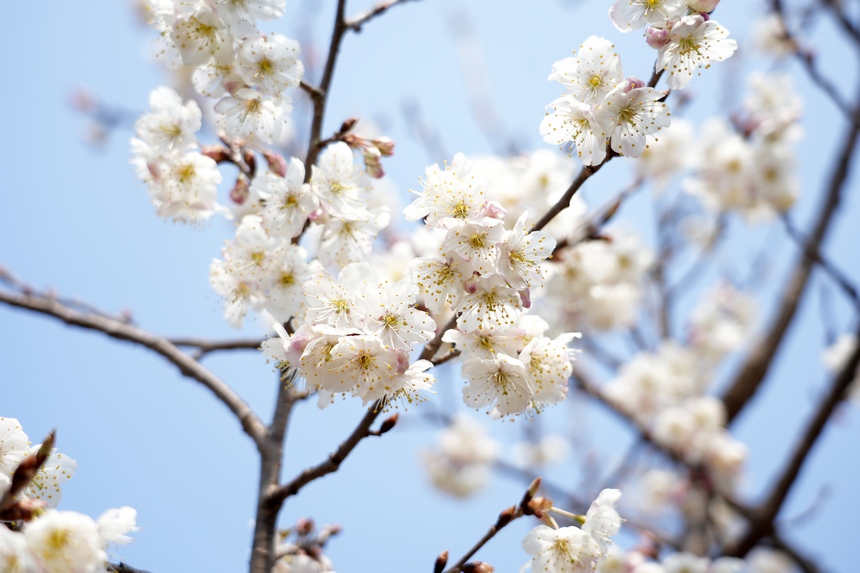 櫻桃花開春色美。