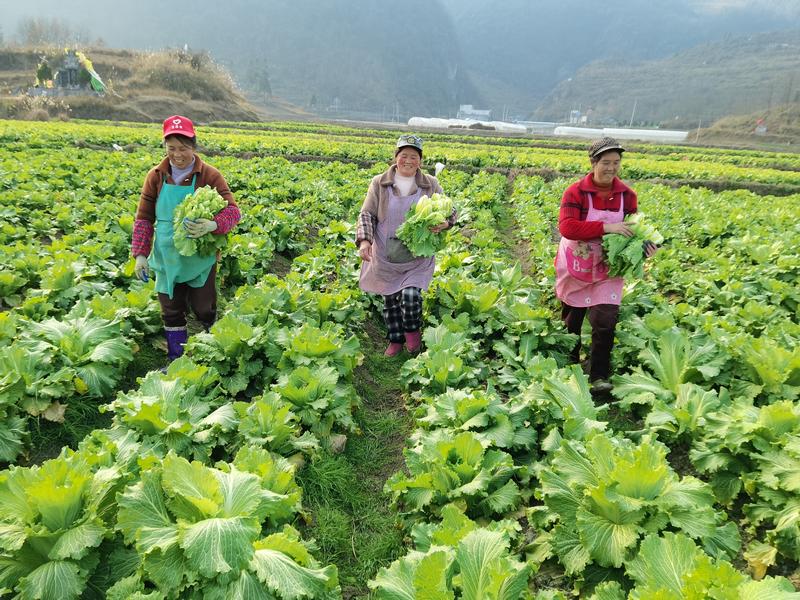 村民采摘白菜。 杨再成 摄.jpg