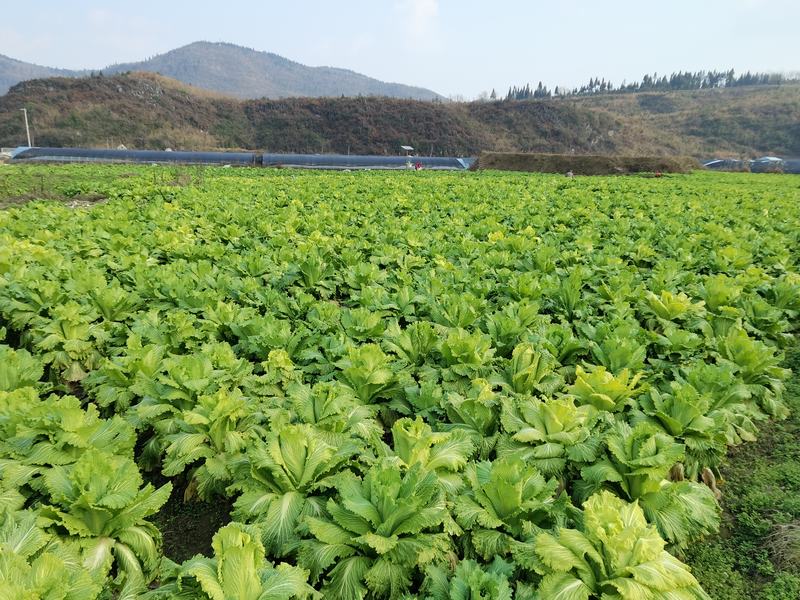 泉坝镇泉坝社区高山冷凉蔬菜基地。 杨再成 摄.jpg