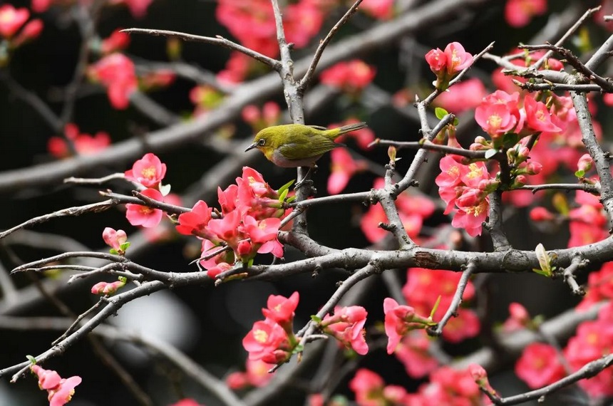 春花正艳，鸟嬉枝头。