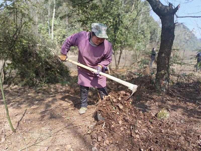 2月27日，村民在贵州省大方县星宿乡河山村黄连育苗基地清理枯叶。