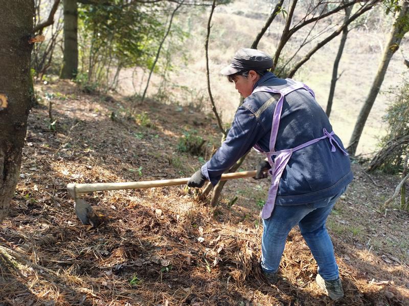 2月27日，村民在贵州省大方县星宿乡河山村黄连育苗基地清理枯叶。