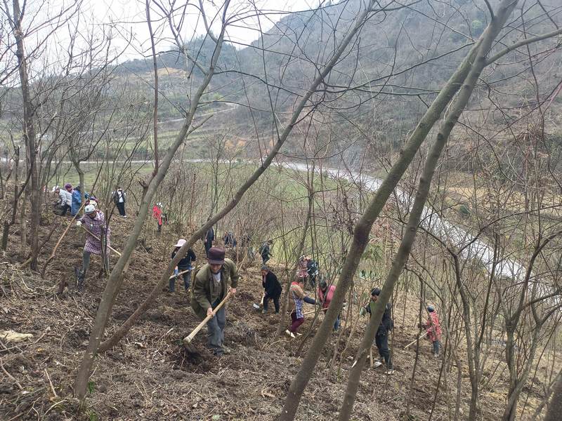 2月27日，村民在贵州省大方县星宿乡峻岭村黄连育苗基地劳作。