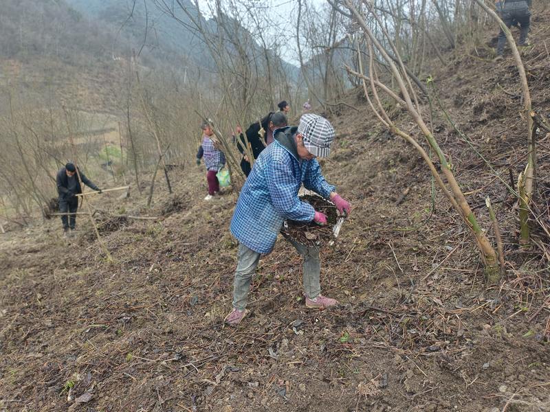 2月27日，村民在贵州省大方县星宿乡峻岭村黄连育苗基地铺盖腐叶。