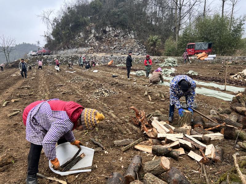 3月2日，贵州省大方县安乐乡营脚村五营天麻种植基地工人正在摆放菌柴。