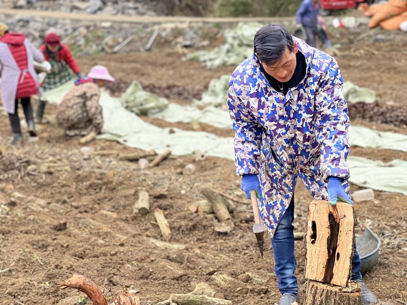 3月2日，贵州省大方县安乐乡营脚村五营天麻种植基地工人准备木材。