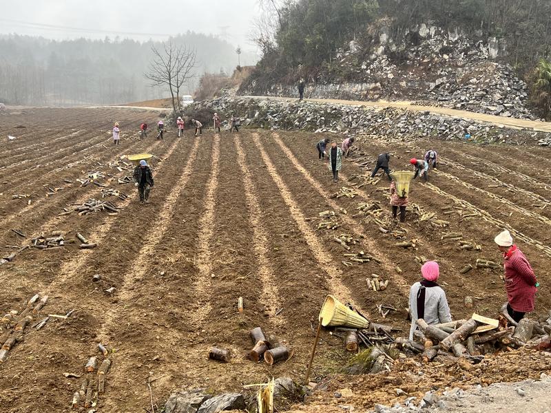 3月2日，贵州省大方县安乐乡营脚村五营天麻种植现场。