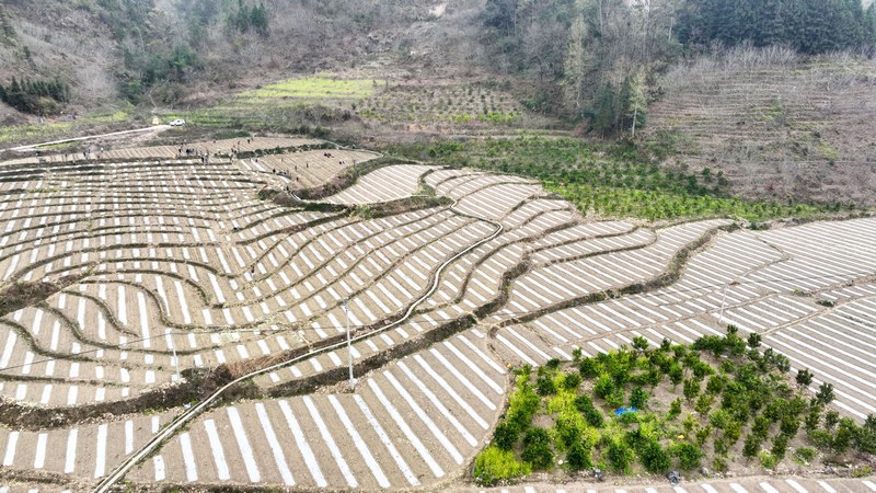近日，群众在罗甸县逢亭镇床井村开展大豆玉米带状复合种植。