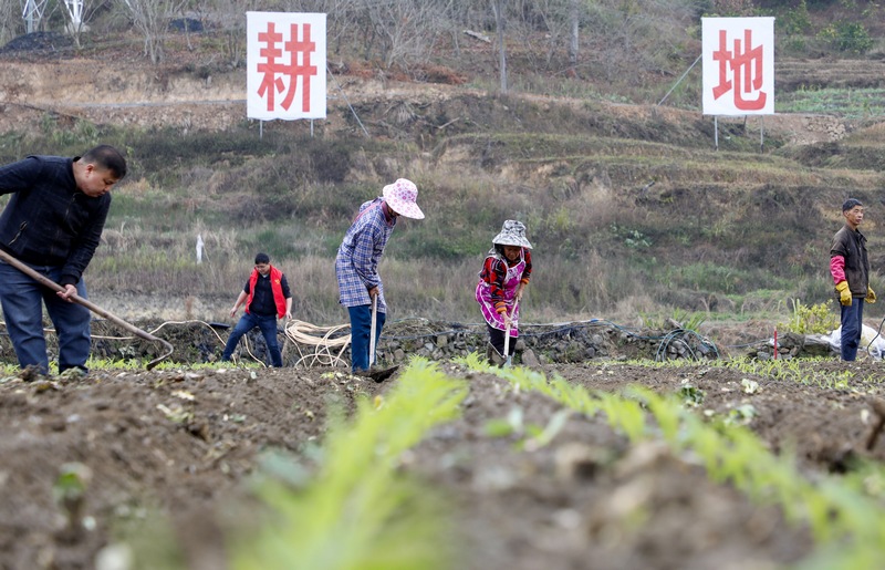 近日,群众在罗甸县逢亭镇床井村开展大豆玉米带状复合种植。