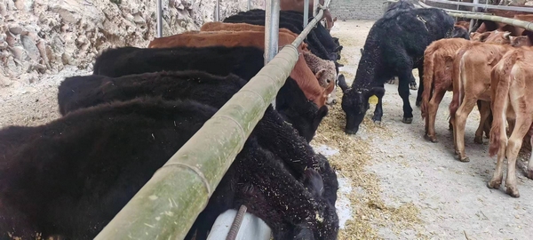 黎平县孺子牛种养殖农民专业合作社基地。