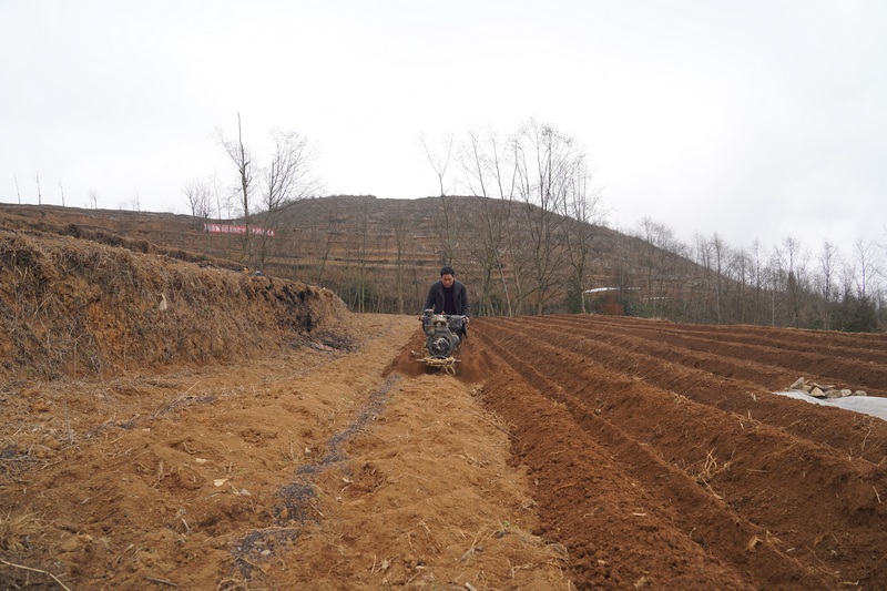 2023年3月1日，锅圈岩乡平坝村，种烟大户张佳富在用旋耕机开厢起垄。
