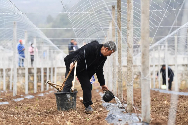 村民正在葡萄种植基地给葡萄树苗浇水。