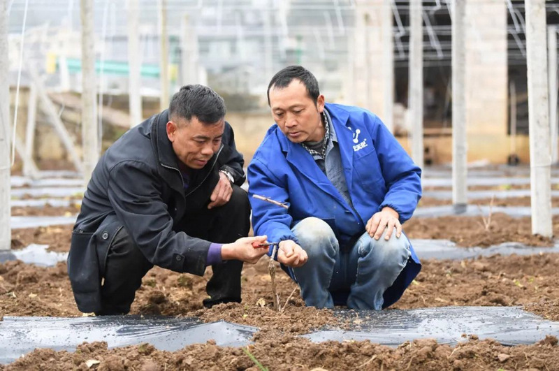 农民技术员（右）正在指导村民定植葡萄树苗。