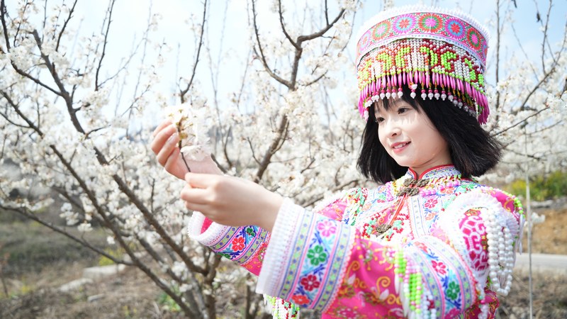 3月4日，游客在贵州省大方县黄泥塘镇兴林村千亩樱桃园游玩。李灵摄