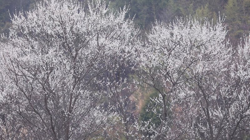 李花迎春绽放。