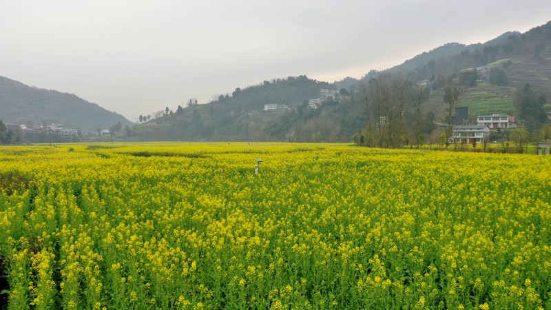 油菜花开.jpg