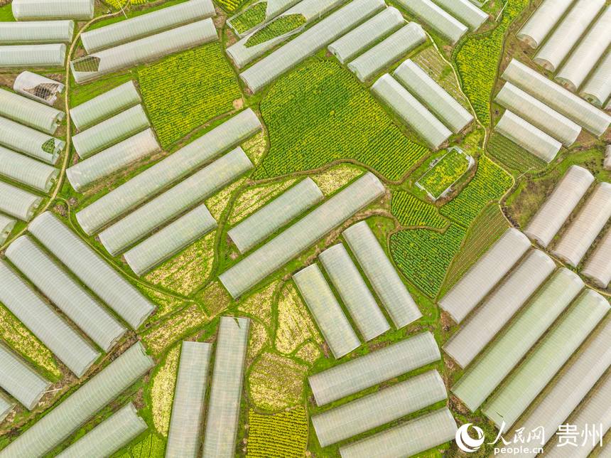 空中俯瞰银江村蔬菜基地。人民网 阳茜摄