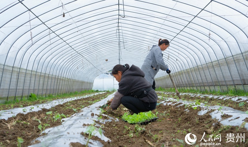 银江村民在蔬菜棚里打窝除草。人民网 阳茜摄