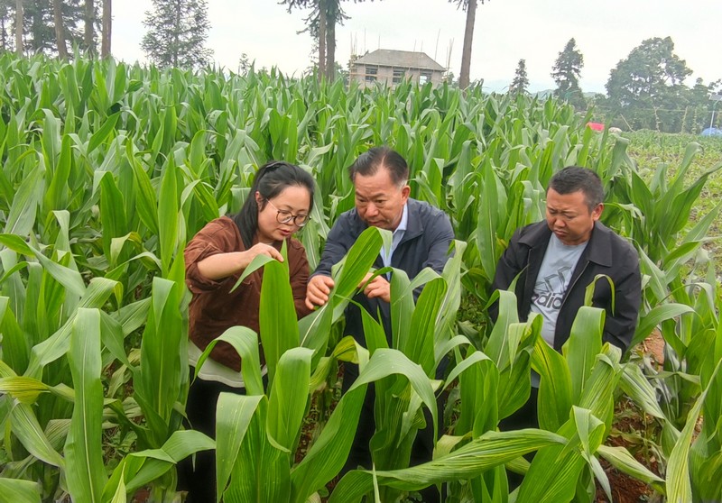 杨恩兰（左一）正在查看农作物病虫害防治情况。受访者供图.jpg