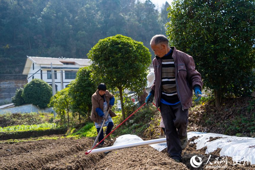 村民一前一后配合進行覆膜工作。人民網 陽茜攝