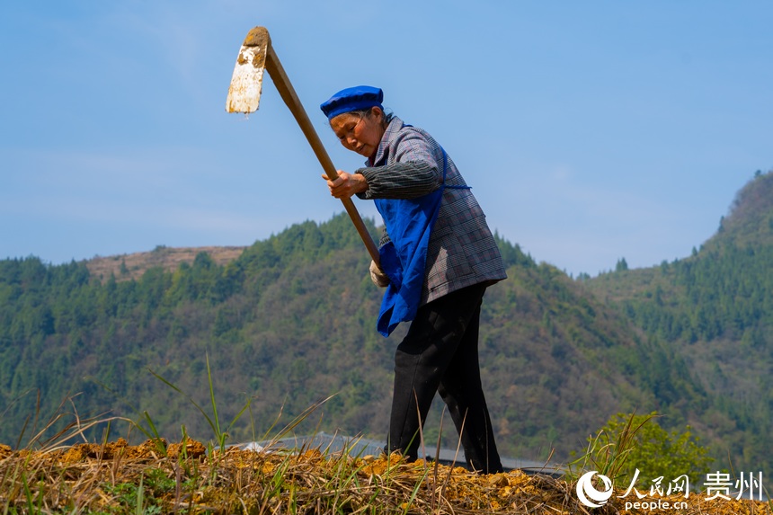 黃魚村村民揮舞鋤頭為種植高粱做准備。人民網 陽茜攝