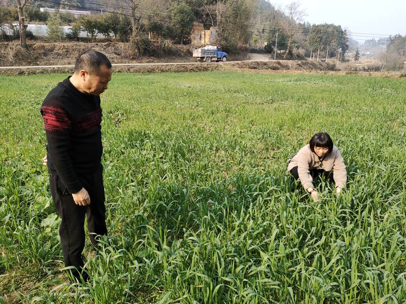 开阳县农业农村局相关技术人员深入田间地头开展技术指导服务。