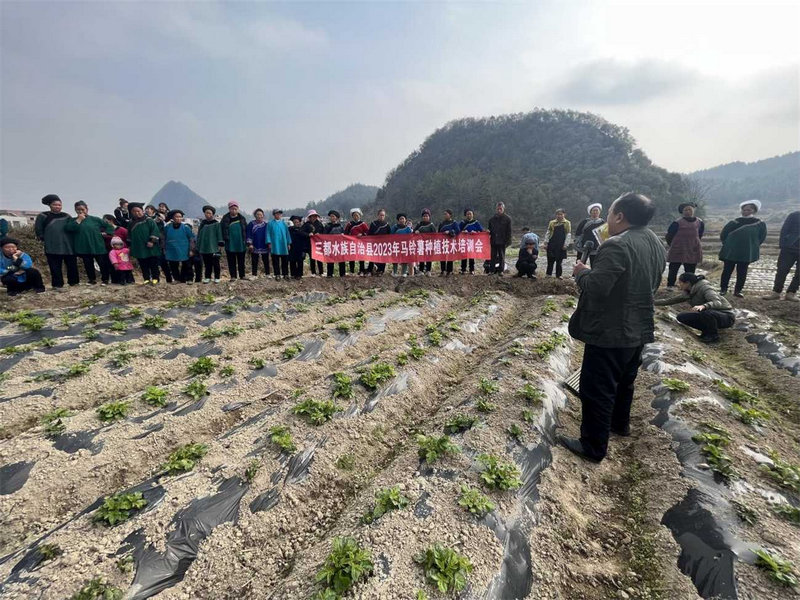 三都開展馬鈴薯種植技術培訓。