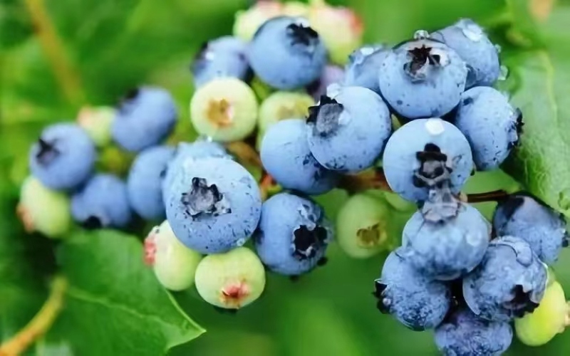 凯里蓝莓。