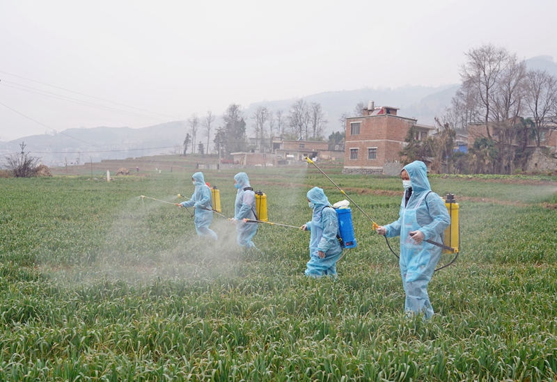 纳雍县百兴镇，群众正在给小麦喷洒有机营养液。杨英摄