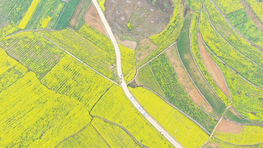 3月12日，贵州省大方县牛场乡立新村油菜种植基地航拍。周训贵摄