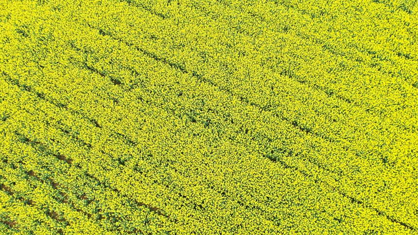 3月12日，贵州省大方县牛场乡立新村油菜种植基地航拍。周训贵摄