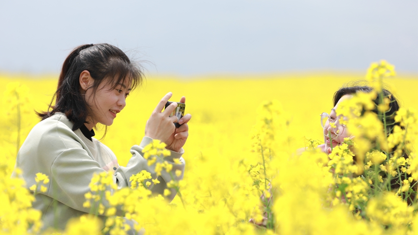 3月12日，游客在贵州省大方县牛场乡立新村油菜种植基地游玩。周训贵摄