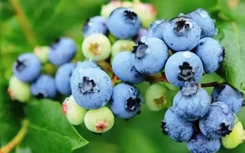 凱裡藍莓