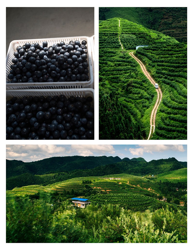 生態藍莓產地 （凱裡市林業局提供）