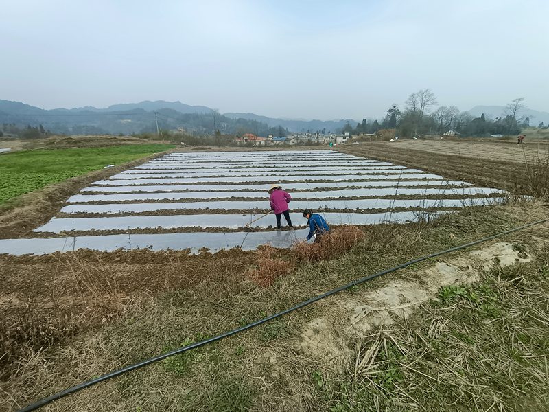 图为：村民正在覆膜盖土