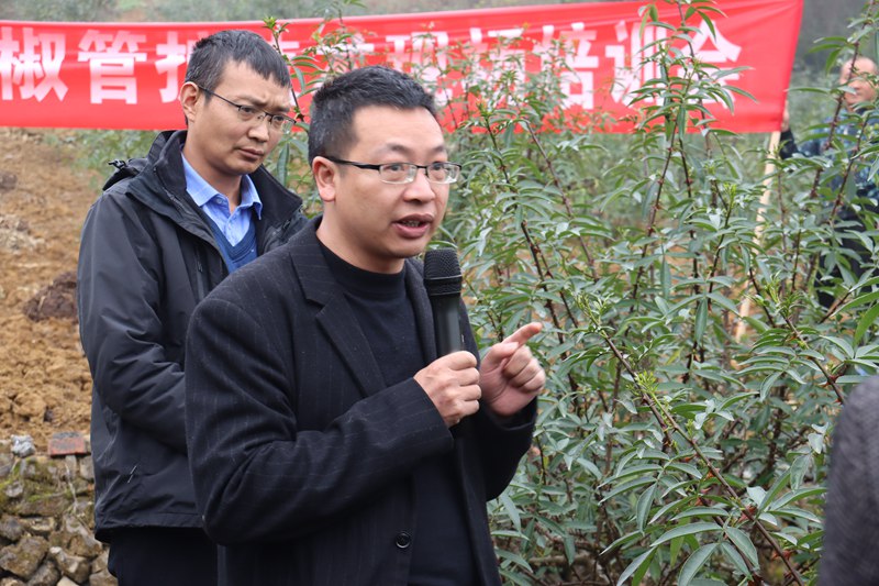 花椒管護現場會，農技人員現場授課講解技術要點 羅霜 攝 (4)