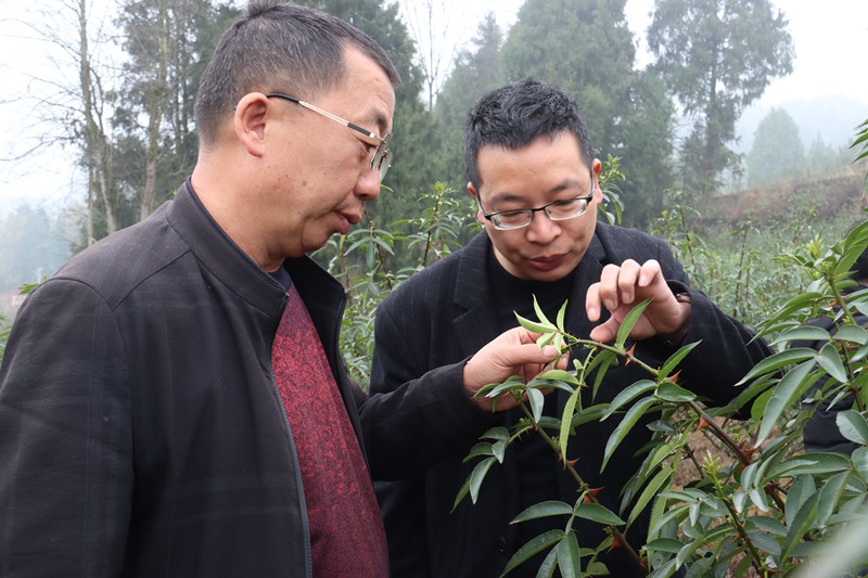 花椒管護現場會，農技人員現場授課講解技術要點 羅霜 攝 (1)