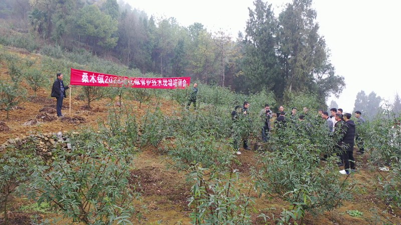 花椒管護現場會，農技人員現場授課講解技術要點 羅霜 攝 (2)