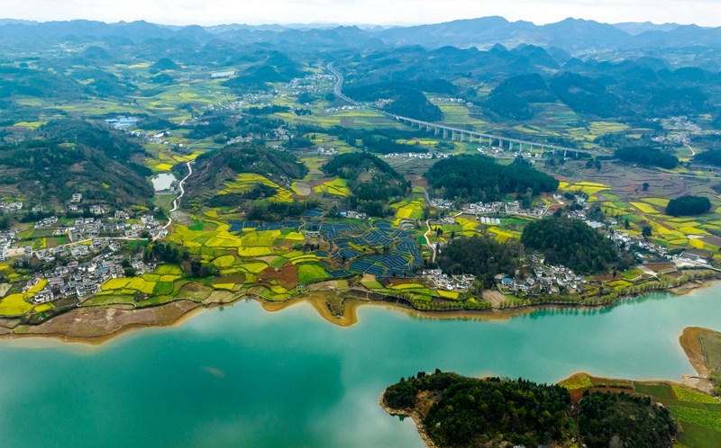 2023年3月13日，贵州省黔西市绿化白族彝族乡大海子村菜花盛开的景色。