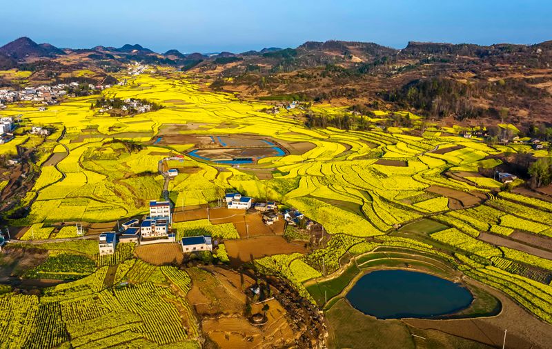 2023年3月13日，贵州省黔西市锦星镇木渣黑社区菜花盛开的景色。