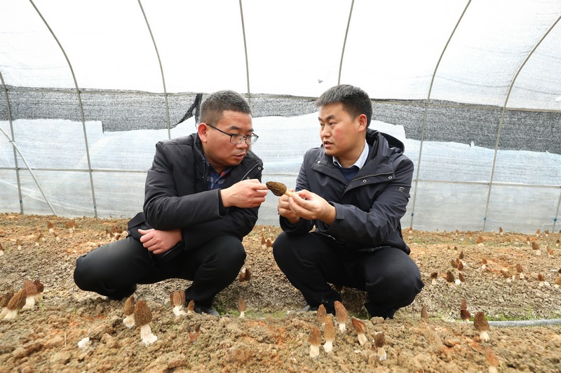 張邦喜正在給農戶講解羊肚菌種植技術。