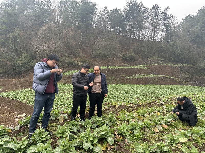 市县农业技术人员在息烽县石硐镇查看油菜病虫害发生情况。