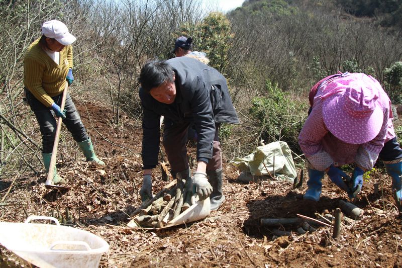 3月13日，村民在贵州省大方星宿乡天麻种植基地摆放木材。（郑永扬 摄）.JPG
