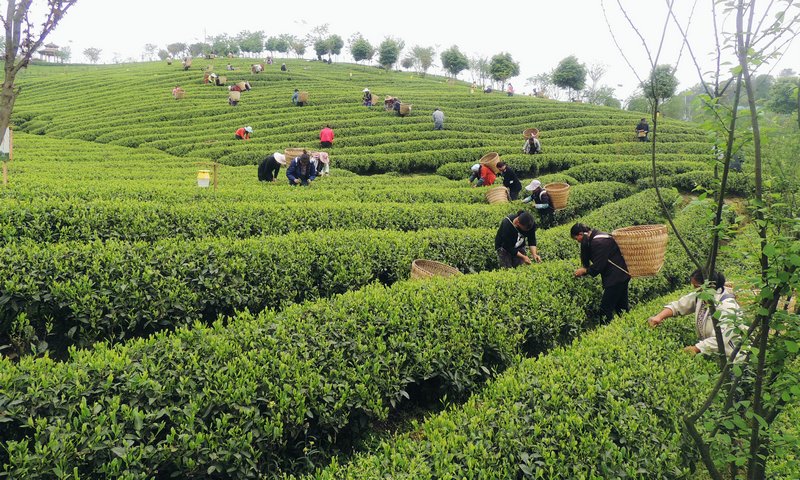 茶农采茶。