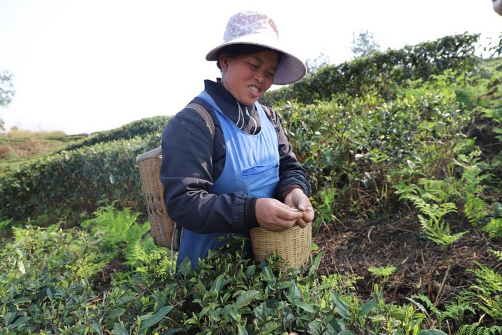采茶工人采摘春茶。