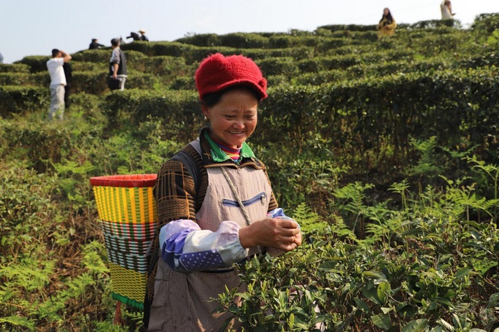 采茶工人采摘春茶。