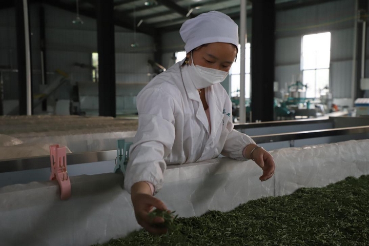 茶叶加工车间。