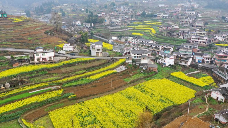 习水县民化镇沙溪村的油菜花也迎来了盛开的季节。