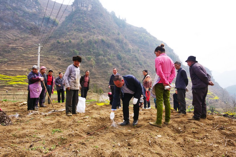 3月16日，农技人员在贵州省大方县绿塘乡作大豆玉米带状复合种植现场示范。（张倩  摄）.JPG
