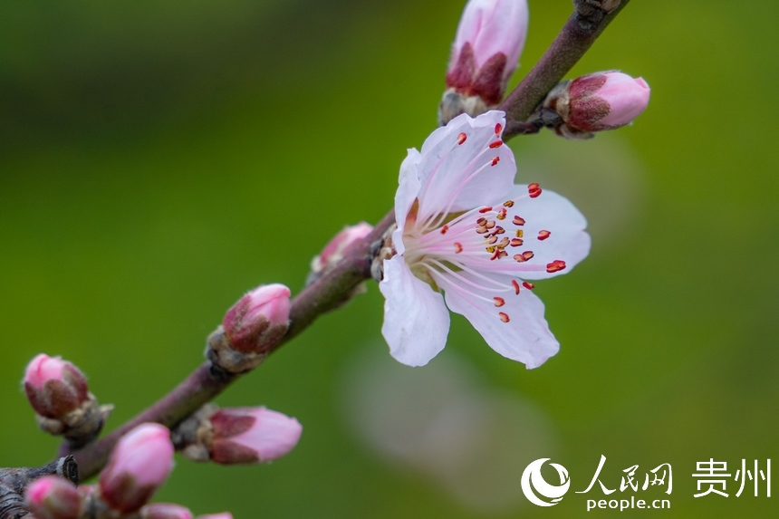 朵朵桃花次第开。人民网 阳茜摄